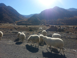 Алтай, овцы, горы